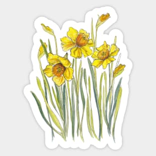 Yellow Daffodils Sticker